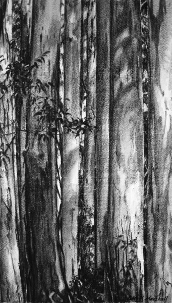 Tall Trunks and Shadow - willow charcoal and wash on Fabriano paper 45x26cm 2013