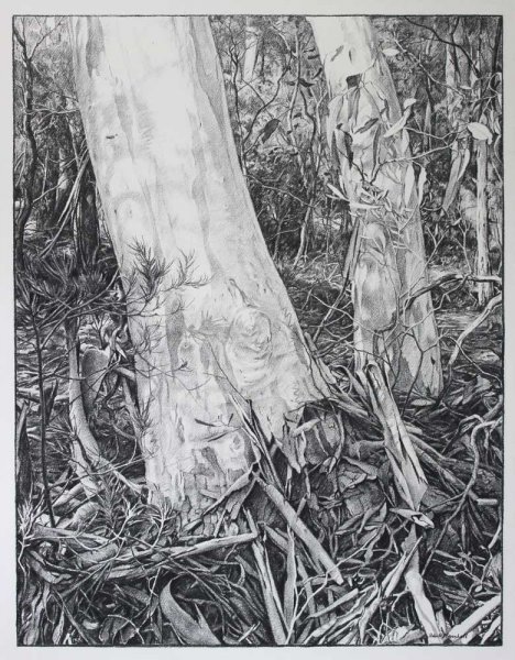 Bush gums and Shadows - Willow charcoal on fabriano paper 91x70cm - 2014