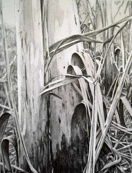 Disrobing Trees - willow charcoal and sepia wash on Fabriano paper 36.5x27cm 2013