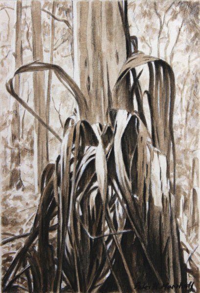 Entangled Trunk - pencil, charcoal and sepia wash on paper 23x15.5cm -2013