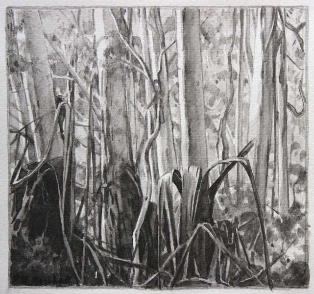 Blackheath Forest Trees I - pencil and wash on paper 17.4x18.4cm 2012