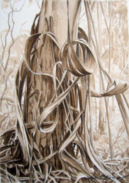 Study for Heart of Bark - pencil and sepia wash on paper 21x15cm 2013