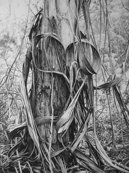 Heart of Bark - willow charcoal on Fabriano paper 93.5x70 cm 2012