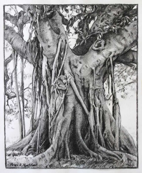 Moreton Bay Fig - Willow charcoal and wash 34x28cm 2014-15