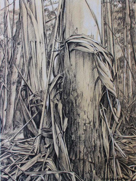 Mountain Gums - Charcoal with Conte and wash 42x31cm 2015