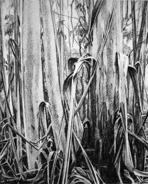 'Peeling Eucalypts - Blackheath' - willow charcoal on Fabriano paper 27.5x34cm 2013
