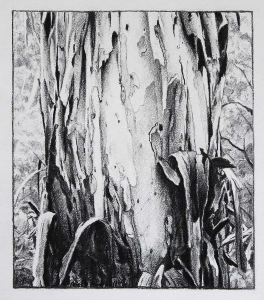 Peeling Tree Study - Willow Charcoal 32x27cm 2017