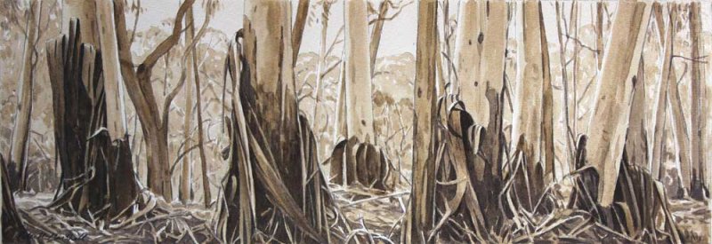 Shedding Eucalypts - Blackheath - pencil and sepia wash on paper 15x42.5cm 2013