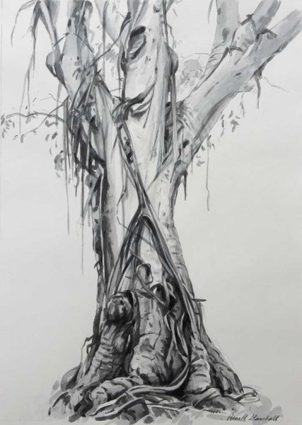 Study of a Tree - Atlas - pencil and watercolour 38x27-5cm 2014