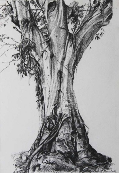 Study of a Tree II 'Atlas' - willow charcoal on paper 39.5x25.5cm -2014