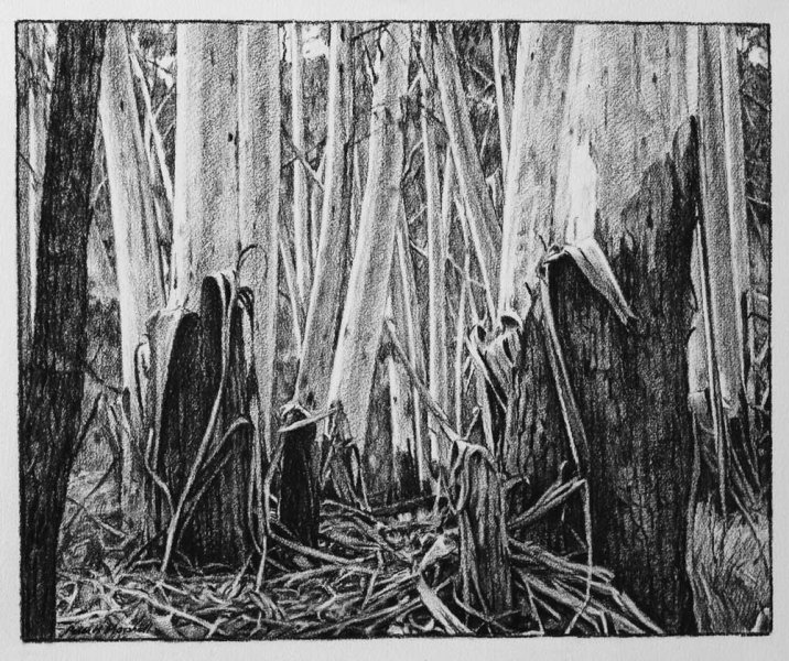 Woodland - willow charcoal on Fabriano paper 46.5x57cm 2013