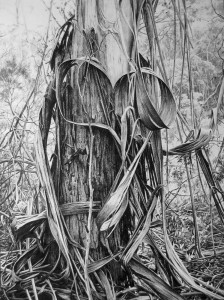 HEART OF BARK - willow charcoal on paper