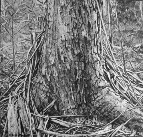 Drawing for the painting 'Tree' - willow charcoal on paper 40x49 cm 2011