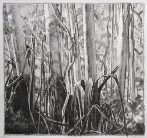 Blackheath Forest Trees I - pencil and wash on paper 17.4x18.4cm 2012