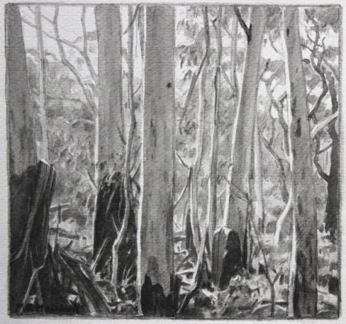 Blackheath Forest Trees II - pencil and wash on paper 17.4x18.4cm 2012
