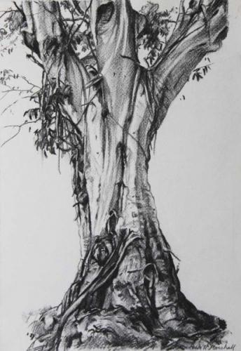 Study of a Tree II 'Atlas' - willow charcoal on paper 39.5x25.5cm -2014