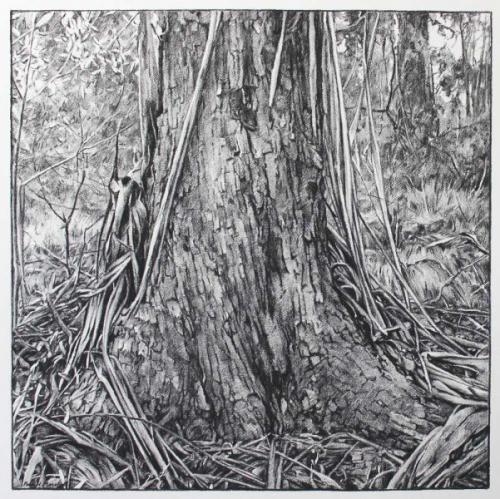 Where a Tree meets the Earth - willow charcoal on Fabriano paper 66x66cm 2014