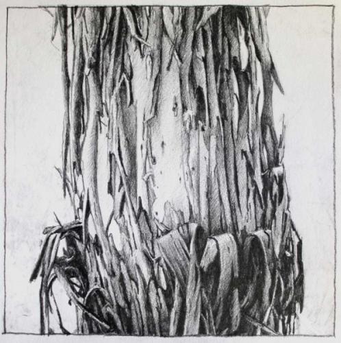 Study sketch of a Peeling tree - Pencil on paper 20x20cm